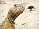 Biawak Dhab Sayang, abang sedih mengenangkanmu! Nak makan pun tiada selera...
