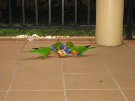 Mereka rapat sesama jenis dan mengongkong spesis burung lain dari mendekati roti tersebut.  Manusia juga begitu, hati yang baik akan bersama hati yang baik dan sebaliknya.