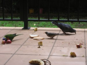 3 spesis burung liar sedang makan di koridor apartment kami di Meehan Street, Sydney.  Gambar diambil pada 27 Jun 07.