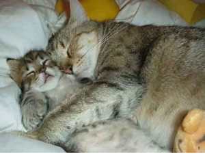 Meow...! Eh...sayang pun tahu sunnah Nabi ye...meow...romantiknye... sukalah kalau selalu camni.