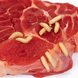 daging-berulat Daging berulat. Sanggupkah kita makan daging saudara kita yang telah mati?