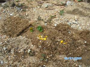 SANY0483 Kubur Rhino@Mimo sebelum digali semula. Siap ditabur bunga.