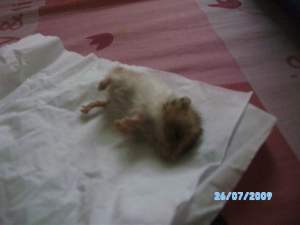 SANY0489 Kasihan Rhino@Mimo. Akhirnya Mimo menjadi makanan haiwan lain malam itu.