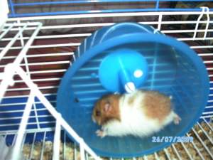 SANY0491 Pasangan baru Rhini@Mimi yang aktif