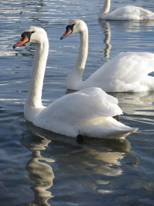 1338792_swan