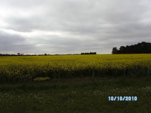 Ladang Canola